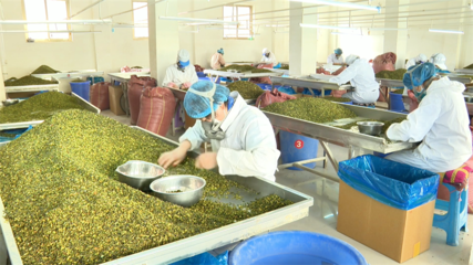 【鄉村行·看振興】高臺 脫水蔬菜走俏國際市場，特色產業賦能鄉村振興